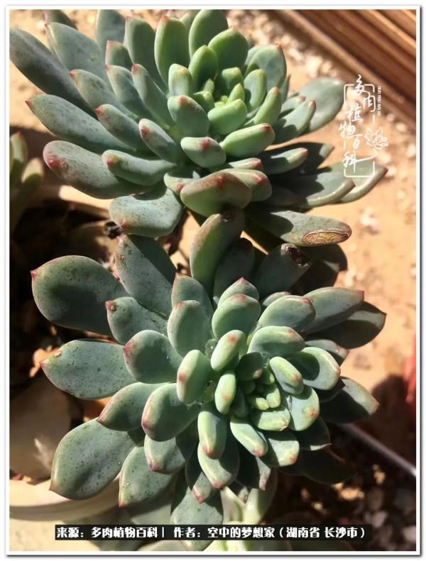 北陽臺黨，也有個多肉花園夢