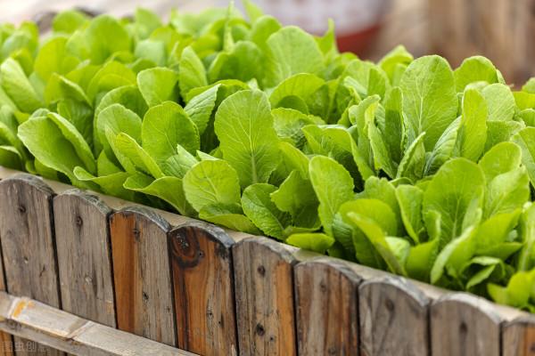 比阿維菌素強10倍，內吸+觸殺，蟲卵通殺，徹底根治根結線蟲