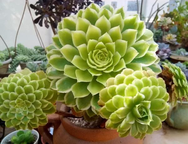 4年時間，靠一腔熱誠打造多肉花園