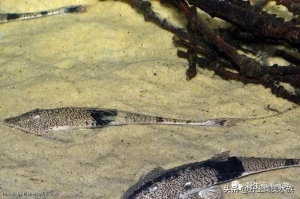 每天認識一種南美魚｜（72）陰陽直升機