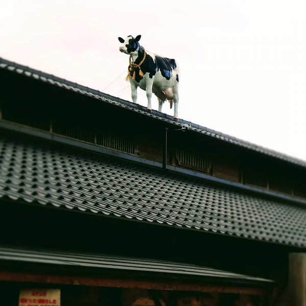 關於牛,全都是好看的 關於牛,全都是好看的