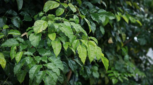 太實用了！45種常見植物養殖方法大全