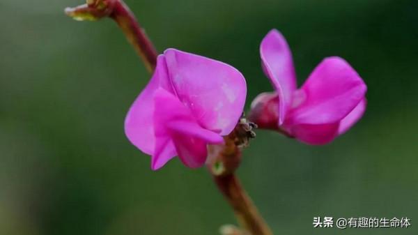 這14種豆類糧食你見過幾種，吃過幾種呢？很多人分不清是什麼豆子