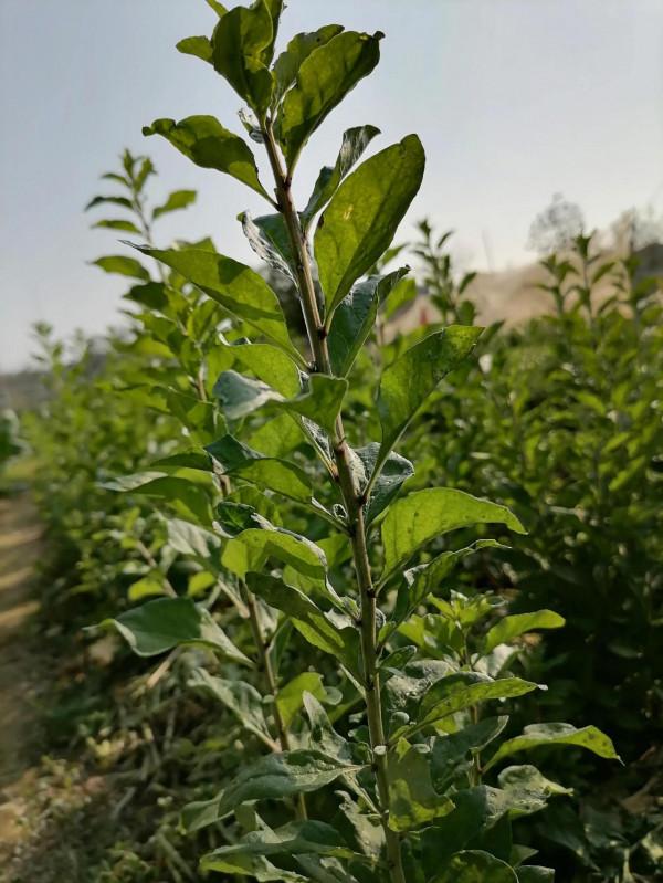 春遊閒逛~ 春遊閒逛~