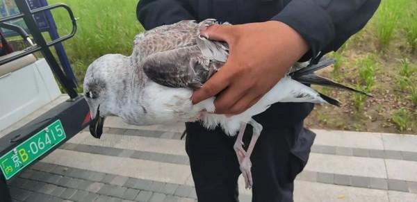 看！“鳥中大熊貓”中華秋沙鴨、“魚鷹子”銀鷗、頂冠戴翎的蜂鷹……溫榆河公園生物多樣性別有洞天！