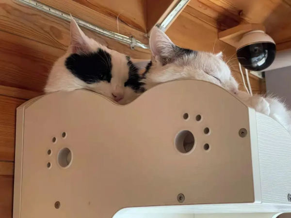 大阿寶：“斜槓青年”歡樂多