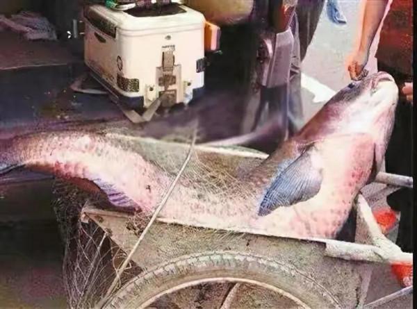 君威君臣：&OpenCurlyDoubleQuote;聯想&rdquo;釣魚人福音快到了，從允許開捕，到允許開釣