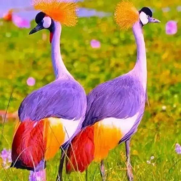 鳥的世界 鳥的天堂