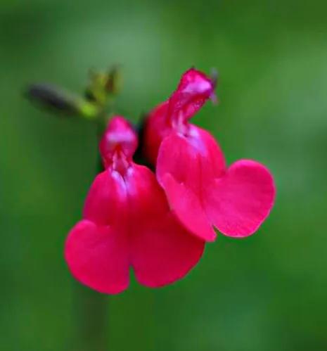 櫻桃鼠尾草～淡淡花香，成雙成對，玲瓏可愛