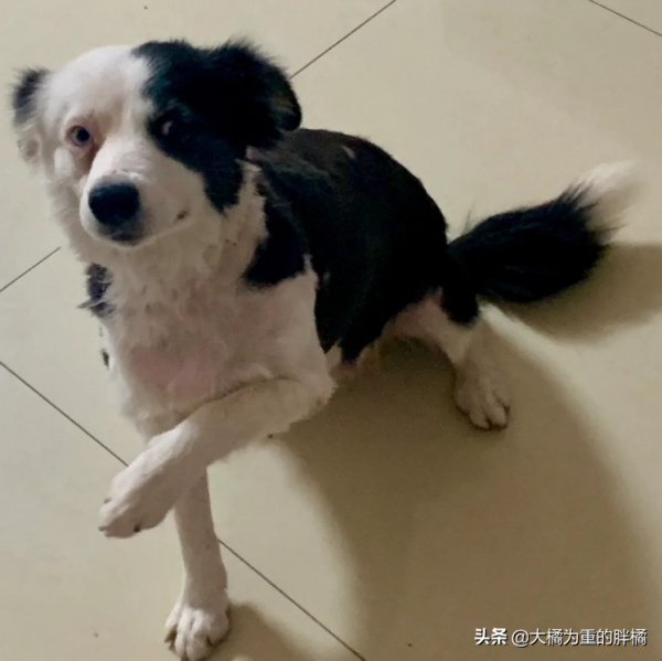 邊牧媽媽帶著小狗住廢墟，主人說它犯錯“受罰”，一喝酒就來打它