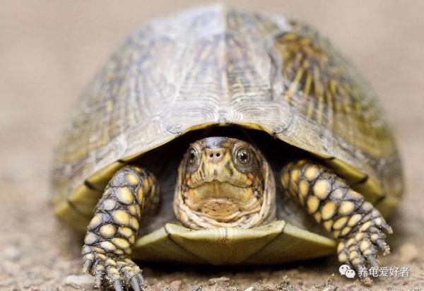 想保護好你的龜,做到這點是最起碼的 想保護好你的龜,做到這點是最起碼的