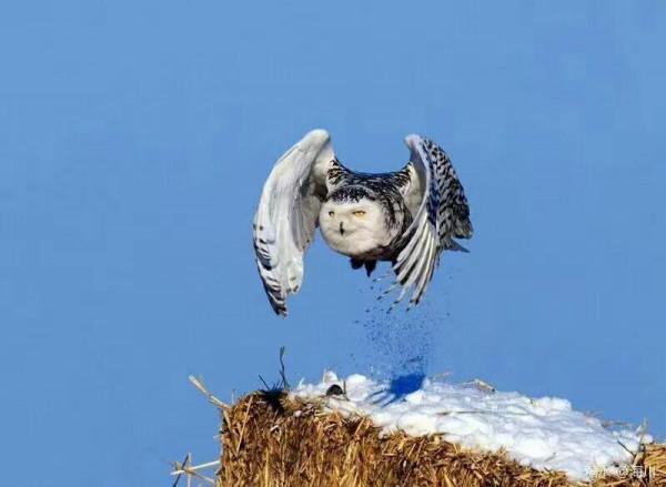 藍冰現代詩：北極雪鴞