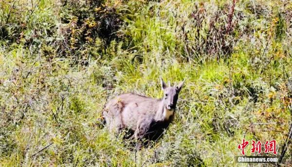 世界瀕危物種喜馬拉雅斑羚首次現身三江源地區 世界瀕危物種喜馬拉雅斑羚首次現身三江源地區
