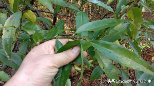 你知道桃樹葉還能煮水嗎，我也是剛知道，價值可不少