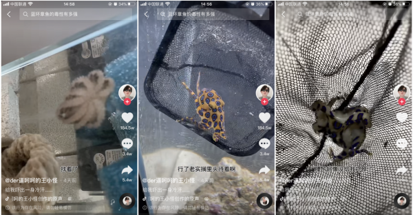 寵物“越獄”火上熱搜！一擊斃命的藍環章魚，毒性到底有多強？