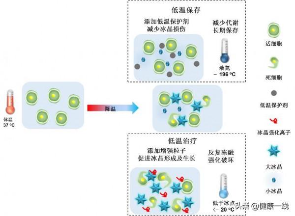低 溫 生 物 醫 學 的 前 世 與 今 生