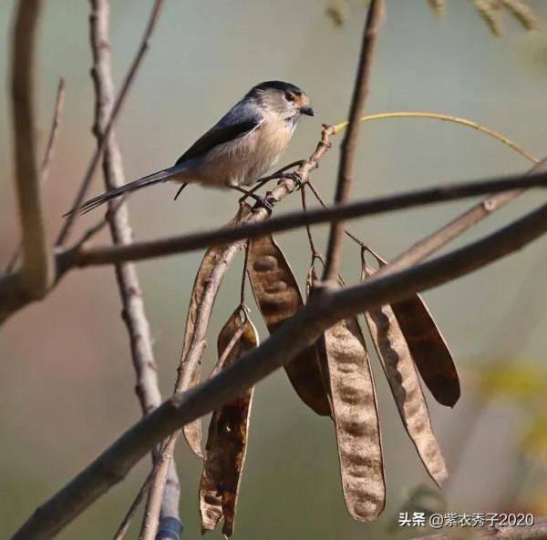 攬月灣的銀喉長尾山雀 攬月灣的銀喉長尾山雀