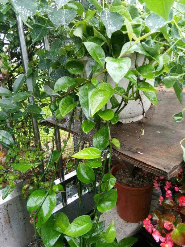 前方有花粉,花粉過敏者請小心!當然,也有花對你友好 前方有花粉,花粉過敏者請小心!當然,也有花對你友好