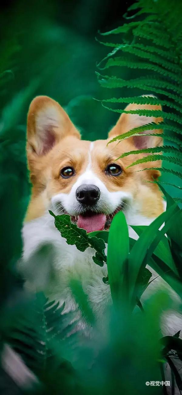 高畫質桌布丨超好看的寵物手機桌布，喜歡小動物的你不要錯過哦