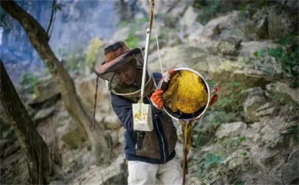 喜馬拉雅山採蜜人:蜂蜜每公斤3500美元也不賣,特供給尼泊爾皇室 喜馬拉雅山採蜜人:蜂蜜每公斤3500美元也不賣,特供給尼泊爾皇室