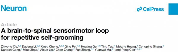 Neuron│曹鵬實驗室發現重複刻板行為的閉環神經機制