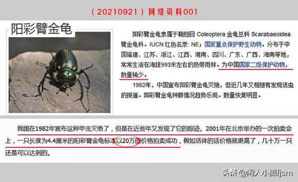 昆蟲攝影:看看傳說中的“一蟲值萬金”的陽彩臂金龜,是個啥模樣 昆蟲攝影:看看傳說中的“一蟲值萬金”的陽彩臂金龜,是個啥模樣