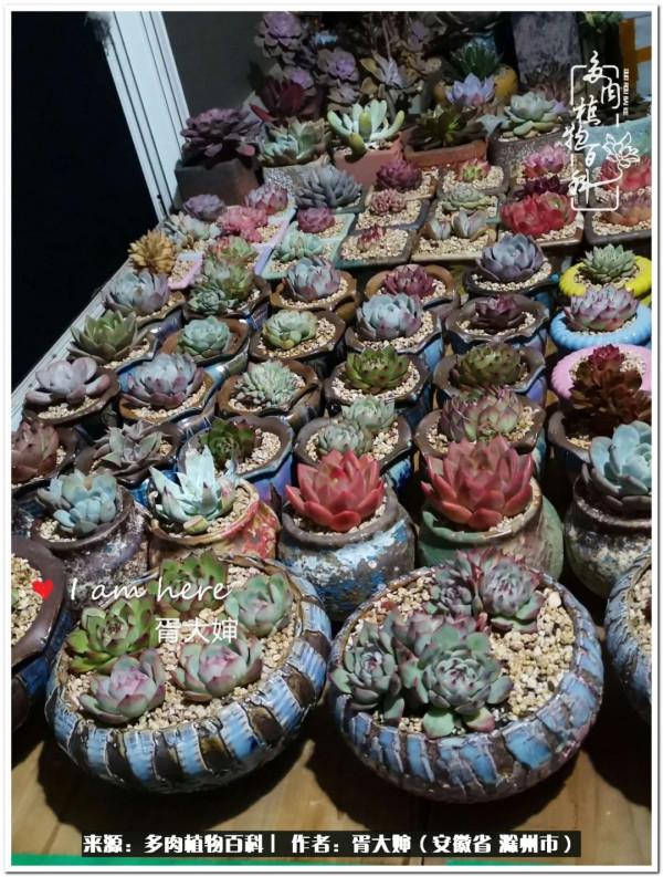因多肉遇見滿滿的愛和美好，有多肉相伴，歲月生香