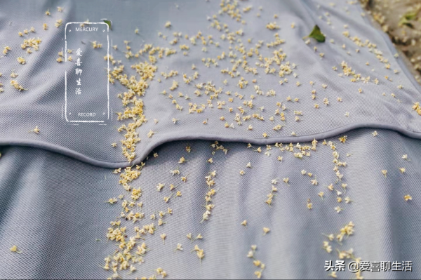 自制桂花蜜，水洗晾曬都不對，跟我這樣做，香味濃郁放多久都不壞