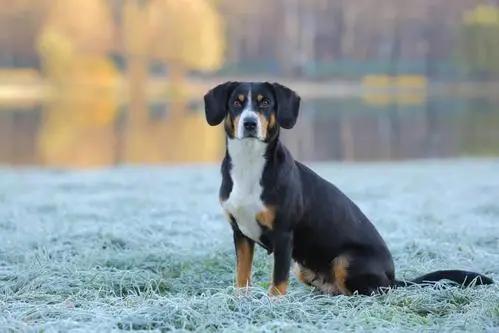 30個關於瑞士的冷知識，你知道幾個？