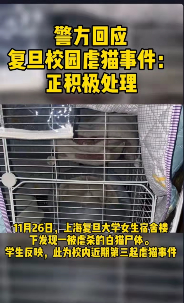 復旦師生餵了8年的流浪貓,在領養前夜被虐殺了 復旦師生餵了8年的流浪貓,在領養前夜被虐殺了