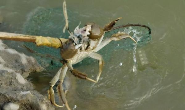 江蘇釣友河邊釣魚，忽然來了幾波人放生大閘蟹，釣友：我釣了幾隻