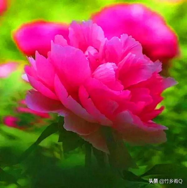 漂亮的芍藥花欣賞