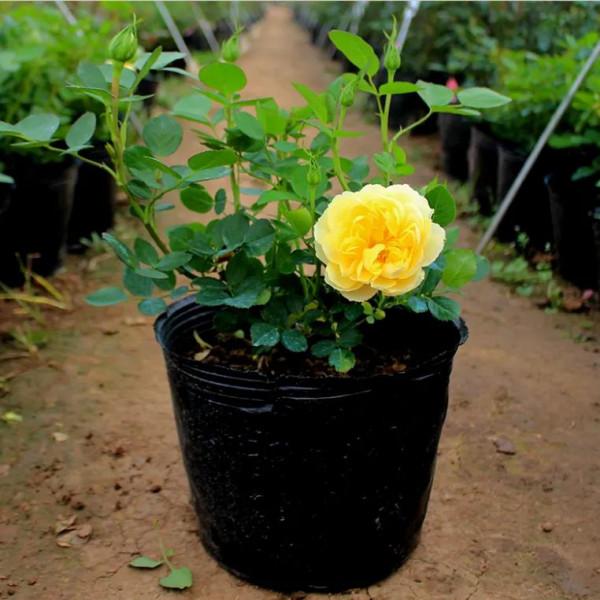 黃花月季中的“王中王”,常年開花不停歇,太漂亮了,你值得擁有 黃花月季中的“王中王”,常年開花不停歇,太漂亮了,你值得擁有