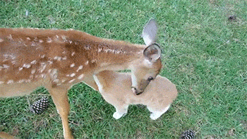 鹿種大揭秘，梅花鹿的這些親戚你都認識嗎？