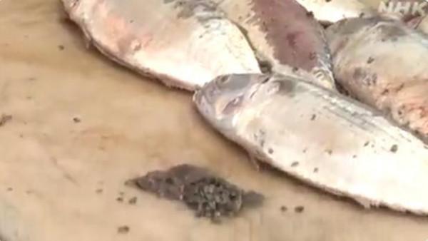 日本沖繩海灘大面積死魚漂浮 腹中塞滿火山石(圖)