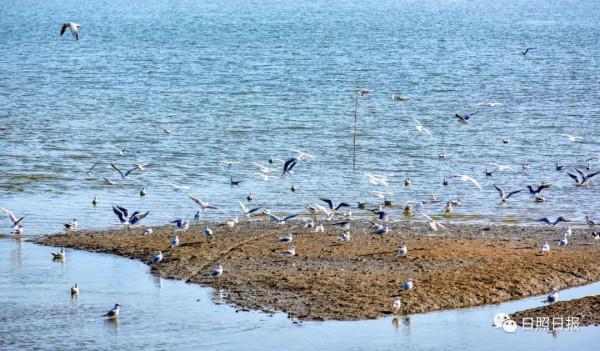 日照 · 冬 · “溼地精靈”​ 日照 · 冬 · “溼地精靈”​