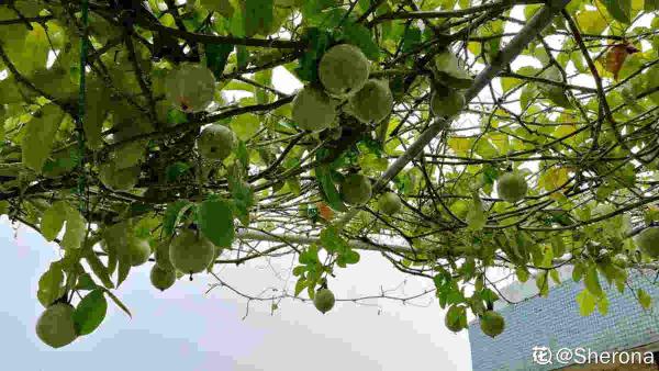 有1種果樹,盆栽地栽也爬藤,總有一款適合你 有1種果樹,盆栽地栽也爬藤,總有一款適合你