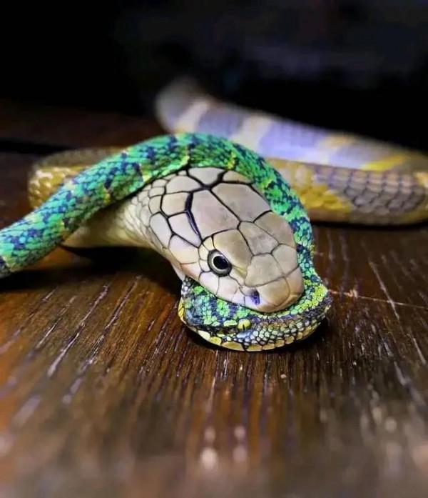 動物界中的龐然大物大賞，堪稱王者，難得一見，大開眼界