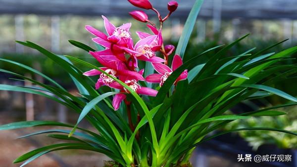 它被譽為“蘭花中的貴妃”,帶你領略紅貴妃蘭花的魅力 它被譽為“蘭花中的貴妃”,帶你領略紅貴妃蘭花的魅力