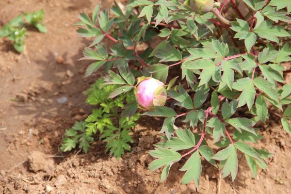4種北方植物,養養就爆盆,在南方反而養不好 4種北方植物,養養就爆盆,在南方反而養不好