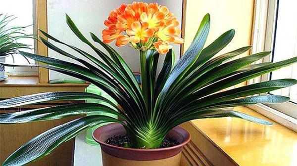 天生“怕曬”的7種花，曬太陽容易黃葉，放陰涼地反而綠油油的