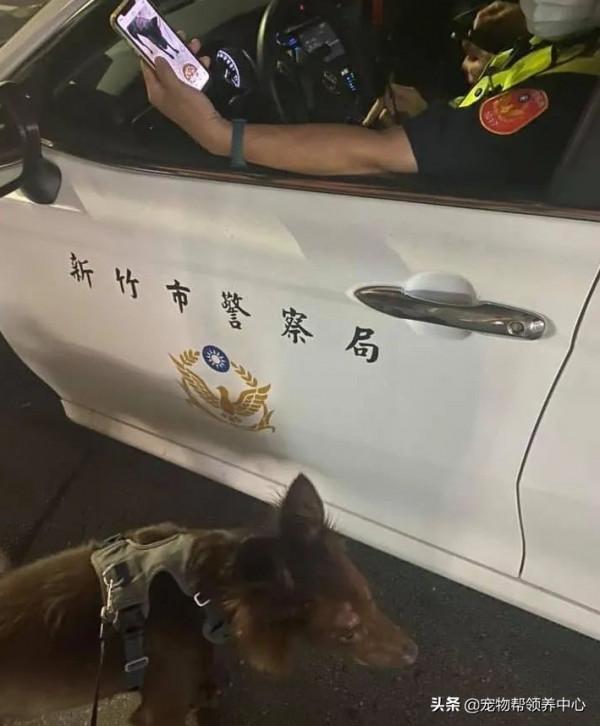 主人遛狗被警察攔截,警察:“這狗犯可愛罪,要拍照留底!” 主人遛狗被警察攔截,警察:“這狗犯可愛罪,要拍照留底!”