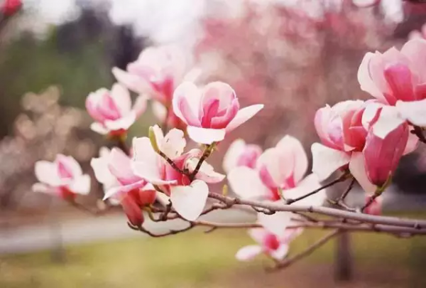 中國最美的30個地方，讓你遇見最美的春天