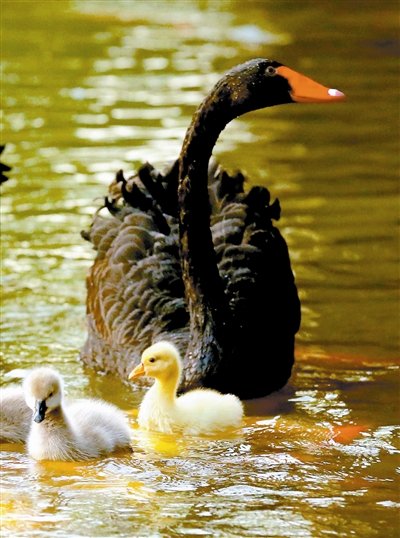 可愛“多彩”的天鵝一家