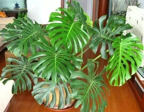 家裡光線太差 就養這4種花吧 耐陰性極好 沒有陽光也能照常開花