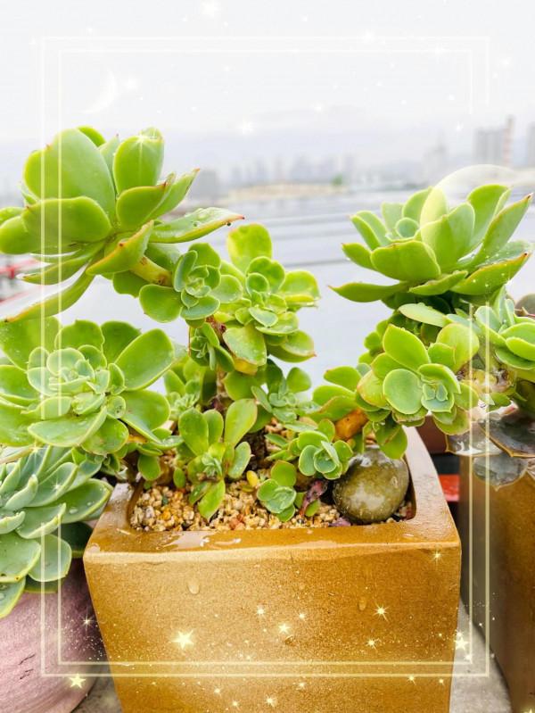 空中花園成就了我的夢想