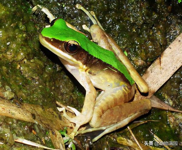 物種百科：大綠臭蛙