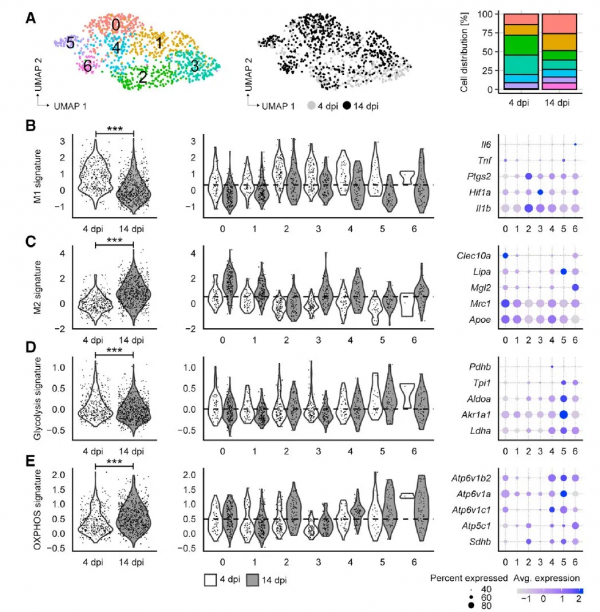 線粒體代謝調控組織損傷修復不同階段中巨噬細胞功能轉換