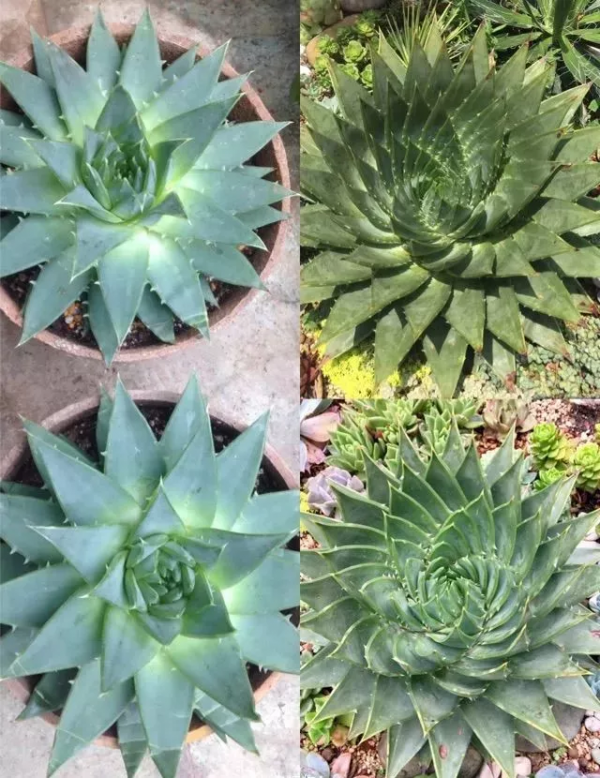 4年時間，靠一腔熱誠打造多肉花園