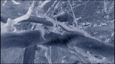 這隻花豹是啃老反面教材！正能量教育意義